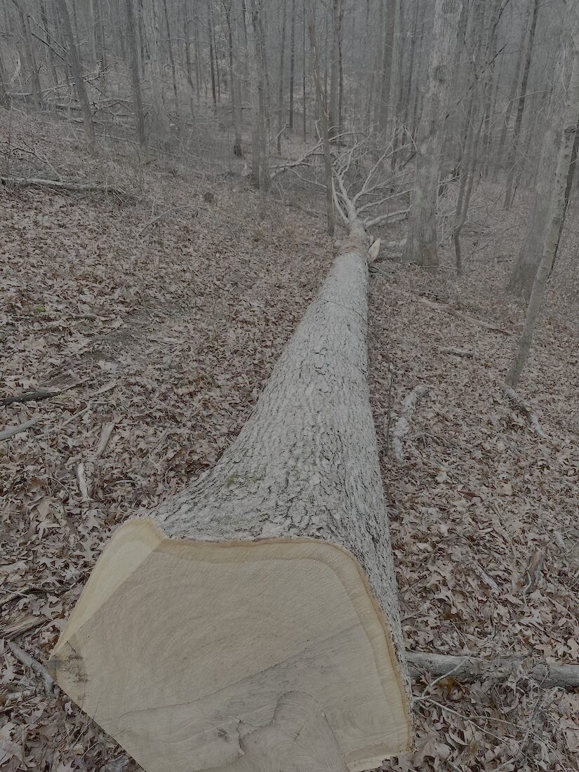 Trail through hardwoods